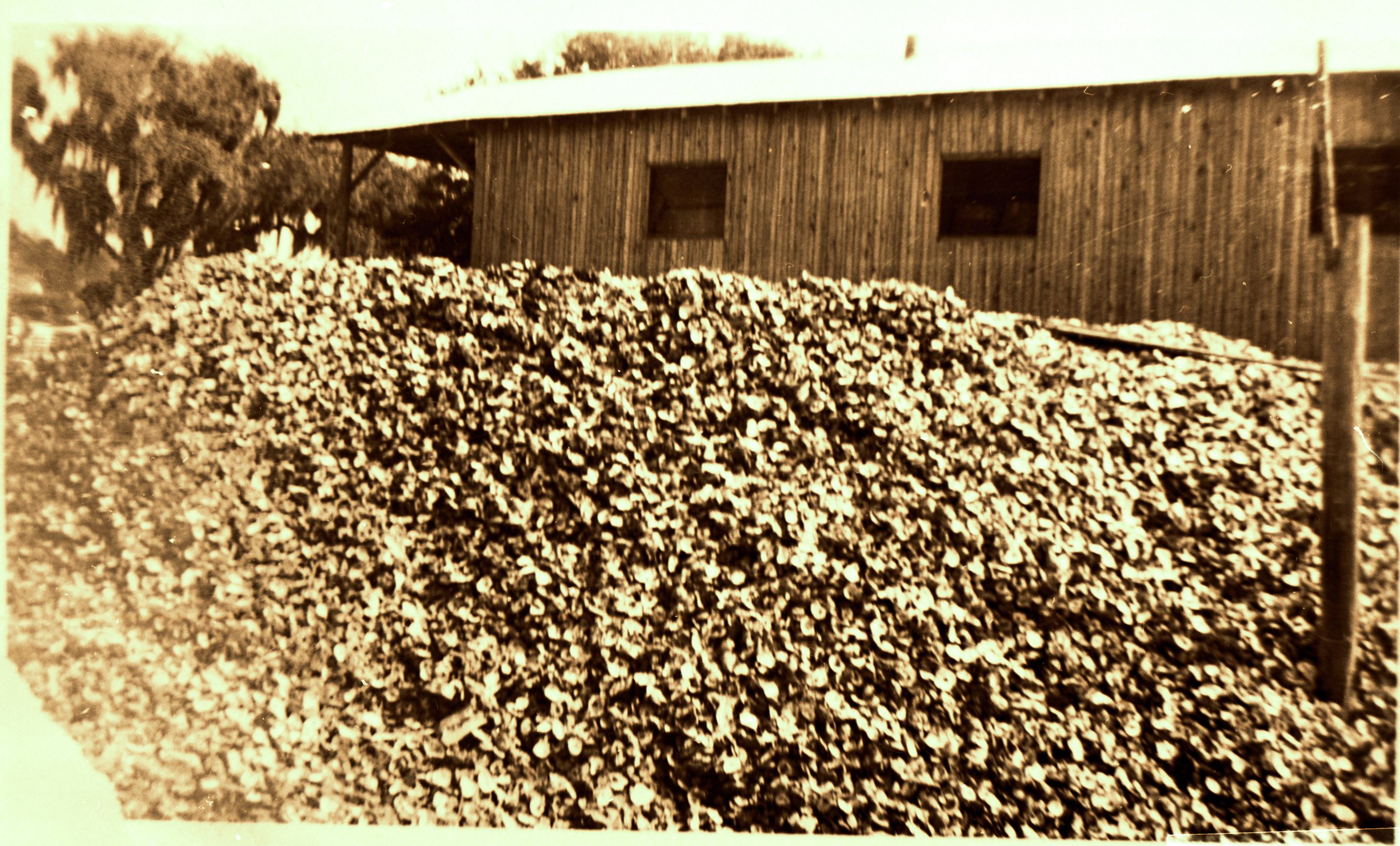 Oysters in Bon Secour reduced